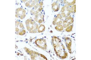 Immunohistochemistry of paraffin-embedded human stomach using PER1 antibody. (PER1 antibody  (AA 1-200))