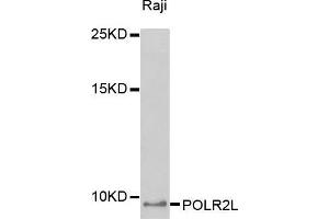Western blot analysis of extracts of Raji cell line, using POLR2L antibody. (POLR2L antibody  (AA 1-67))