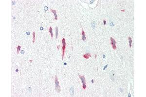 Anti-PRNP / PrP / Prion antibody IHC staining of human brain, cortex. (PRNP antibody)