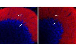 Immunohistochemistry (IHC) image for anti-Calcium Channel, Voltage-Dependent, T Type, alpha 1G Subunit (CACNA1G) (AA 1-22), (Intracellular) antibody (Atto 594) (ABIN7043009)