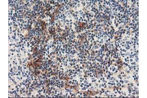 Immunohistochemistry (IHC) image for anti-N-Acyl Phosphatidylethanolamine phospholipase D (NAPEPLD) antibody (ABIN1499646) (NAPEPLD antibody)