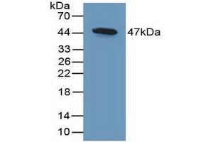 Figure. (DKK3 antibody  (AA 23-349))