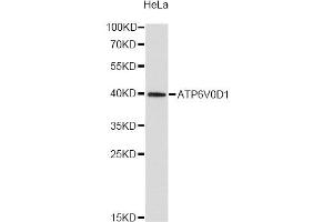 Western blot analysis of extracts of HeLa cells, using ATP6V0D1 antibody (ABIN1871170) at 1:2000 dilution. (ATP6V0D1 antibody)