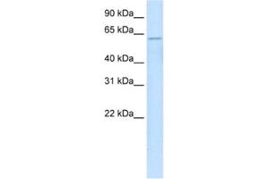 Western Blotting (WB) image for anti-Zinc Finger Protein 426 (ZNF426) antibody (ABIN2460752) (ZNF426 antibody)