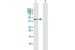 Western Blot analysis of SPHK1 expression in transfected 293T cell line by SPHK1 MaxPab polyclonal antibody. (SPHK1 antibody  (AA 1-398))