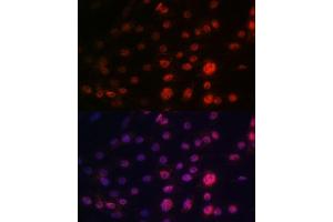 Immunofluorescence analysis of C6 cells using CRM1/XPO1 antibody (ABIN7267067). (XPO1 antibody)