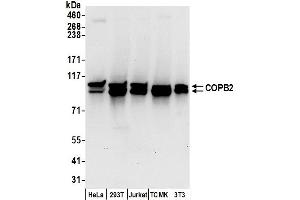 anti-Coatomer Protein Complex, Subunit beta 2 (COPB2) (AA 800-850) antibody