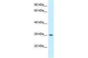 Image no. 1 for anti-Signal-Regulatory Protein gamma (SIRPG) (AA 109-158) antibody (ABIN6747788) (SIRPG antibody  (AA 109-158))