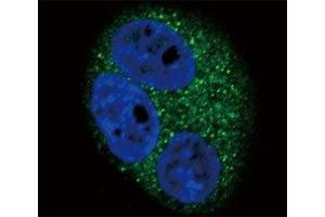 Confocal immunofluorescent analysis of CD14 antibody with A549 cells followed by Alexa Fluor 488-conjugated goat anti-rabbit lgG (green). (CD14 antibody  (AA 54-83))