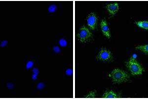NIH/Swiss mouse fibroblast cell line 3T3 was stained with Rat Anti-β-Actin-UNLB (right) followed by Donkey Anti-Rat IgG(H+L), Mouse SP ads-AF488 and DAPI. (Donkey anti-Rat IgG (Heavy & Light Chain) Antibody)