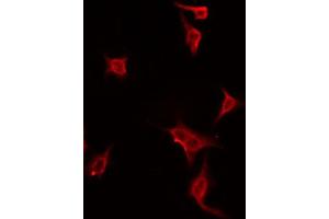 ABIN6274447 staining Hela by IF/ICC. (DUSP19 antibody  (Internal Region))