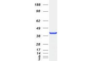 Validation with Western Blot (ARFIP2 Protein (Myc-DYKDDDDK Tag))