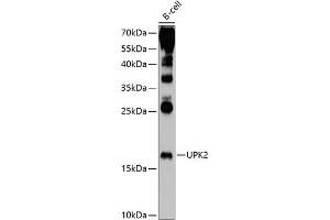 Western blot analysis of extracts of B-cell cells, using UPK2 antibody (ABIN6128905, ABIN6149948, ABIN6149949 and ABIN6214997) at 1:1000 dilution. (Uroplakin 2 antibody  (AA 85-155))