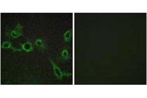 Immunofluorescence analysis of COS7 cells, using HTR7 Antibody. (HTR7 antibody  (AA 391-440))