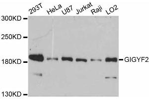 Western blot analysis of extracts of various cell lines, using GIGYF2 antibody (ABIN5997790) at 1:3000 dilution. (GIGYF2 antibody)