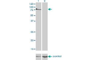 Western Blotting (WB) image for anti-T-Box 2 (TBX2) (AA 603-702) antibody (ABIN563097)