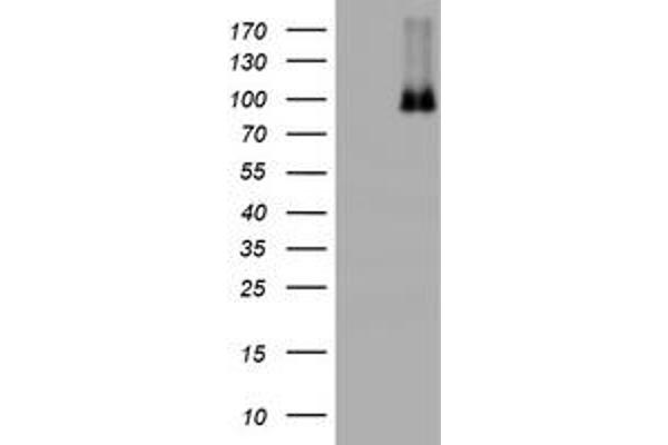 Nibrin antibody  (AA 461-754)