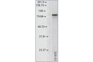 Western Blotting (WB) image for anti-Heat Shock Protein 90kDa alpha (Cytosolic), Class A Member 1 (HSP90AA1) antibody (ABIN453942) (HSP90AA1 antibody)