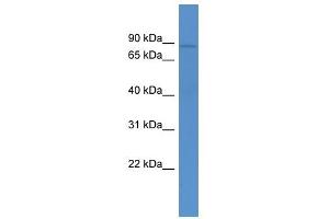 Abcb10 antibody used at 0. (ABCB10 antibody  (N-Term))