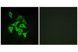Immunofluorescence analysis of A549 cells, using GPR100 antibody. (RXFP4 antibody  (C-Term))