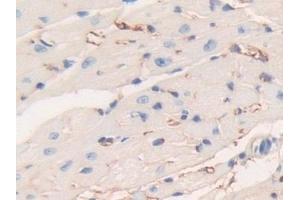 Immunohistochemistry (IHC) image for anti-Fibrinogen beta Chain (FGB) (AA 35-481) antibody (ABIN7433273)