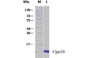 SDS-PAGE of 10 kDa human Cpn10 protein (ABIN1686729, ABIN1686730 and ABIN1686731). (HSPE1 Protein)