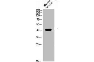 Western Blot analysis of mouse-brain cells using TGFβ1 Polyclonal Antibody (TGFB1 antibody  (C-Term))