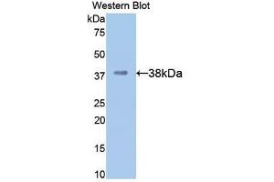 Western Blotting (WB) image for anti-Apolipoprotein H (Beta-2-Glycoprotein I) (APOH) (AA 21-345) antibody (ABIN7431614)