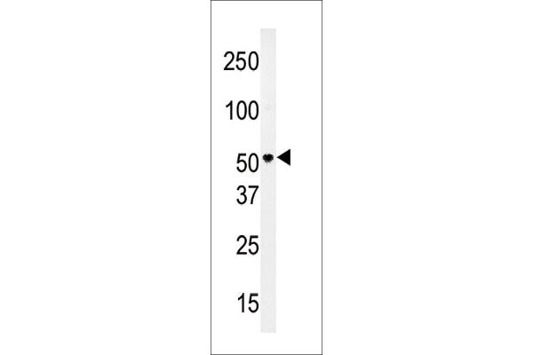SLC29A4 antibody  (N-Term)
