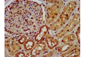 IHC image of ABIN7162352 diluted at 1:600 and staining in paraffin-embedded human kidney tissue performed on a Leica BondTM system. (OCC-1 antibody  (AA 1-63))