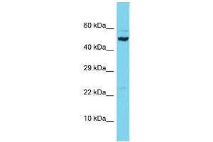 Western Blotting (WB) image for anti-Scavenger Receptor Class B, Member 2 (SCARB2) (C-Term) antibody (ABIN2505185) (SCARB2 antibody  (C-Term))