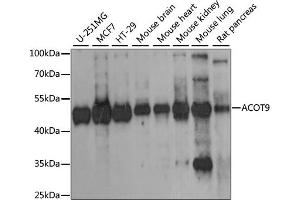 Western blot analysis of extracts of various cell lines, using ACOT9 antibody (ABIN6291385) at 1:1000 dilution.