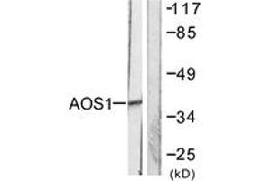 Western blot analysis of extracts from 293 cells, using AOS1 Antibody. (SAE1 antibody  (AA 221-270))