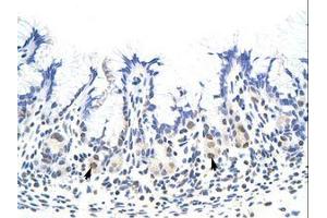 Image no. 1 for anti-Heterogeneous Nuclear Ribonucleoprotein A1 (HNRNPA1) (N-Term) antibody (ABIN203053) (HNRNPA1 antibody  (N-Term))