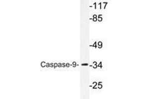 Western blot analysis of Caspase 9 antibody in extracts from HeLa cells. (Caspase 9 antibody)