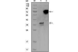 Western blot analysis using HPS1 mouse mAb against truncated HPS1 recombinant protein (1) and HPS1-hIgGFc transfected CHO-K1 cell lysate (2). (HPS1 antibody)