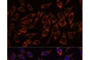 PYCR2 antibody