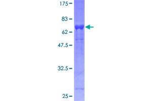 EIF3F Protein (AA 1-357) (GST tag)