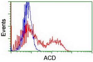 HEK293T cells transfected with either RC204381 overexpress plasmid (Red) or empty vector control plasmid (Blue) were immunostained by anti-ACD antibody (ABIN2455628), and then analyzed by flow cytometry. (ACD antibody)