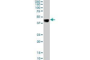 Western Blotting (WB) image for anti-Cytidine Monophosphate N-Acetylneuraminic Acid Synthetase (CMAS) (AA 164-264) antibody (ABIN466224) (CMAS antibody  (AA 164-264))
