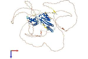 CDKN2AIP Protein (AA 1-689) (His tag)
