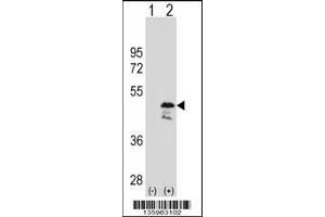 Western blot analysis of OLA1 using rabbit polyclonal OLA1 Antibody using 293 cell lysates (2 ug/lane) either nontransfected (Lane 1) or transiently transfected (Lane 2) with the OLA1 gene. (OLA1 antibody  (N-Term))