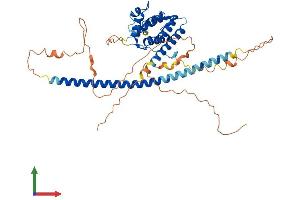 AlphaFold protein structure predicition of Mouse Recombinant Rundc3a Protein, UniprotID O08576