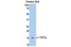 Western Blotting (WB) image for anti-Interleukin 13 Receptor, alpha 2 (IL13RA2) (AA 238-334) antibody (ABIN1174865) (IL13RA2 antibody  (AA 238-334))