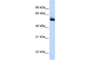 Archain 1 antibody used at 1 ug/ml to detect target protein. (ARCN1 antibody  (Middle Region))