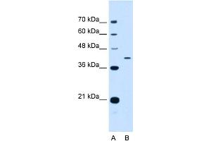 WB Suggested Anti-APOH Antibody Titration:  0. (APOH antibody  (N-Term))