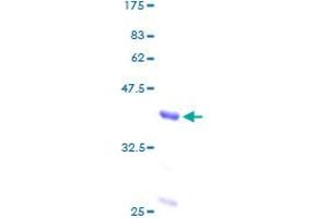 Guanine Nucleotide Binding Protein (G Protein) alpha 12 (GNA12) (AA 1-98) protein (GST tag)