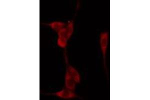 ABIN6274291 staining 293 cells by IF/ICC. (PRKAG1/2/3 antibody)