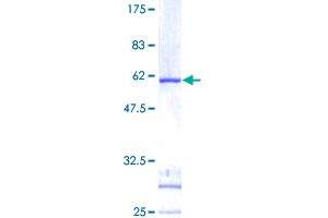 IDI1 Protein (AA 1-228) (GST tag)