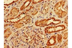 Immunohistochemistry of paraffin-embedded human kidney tissue using ABIN7142027 at dilution of 1:100 (AGPAT3 antibody  (AA 148-304))